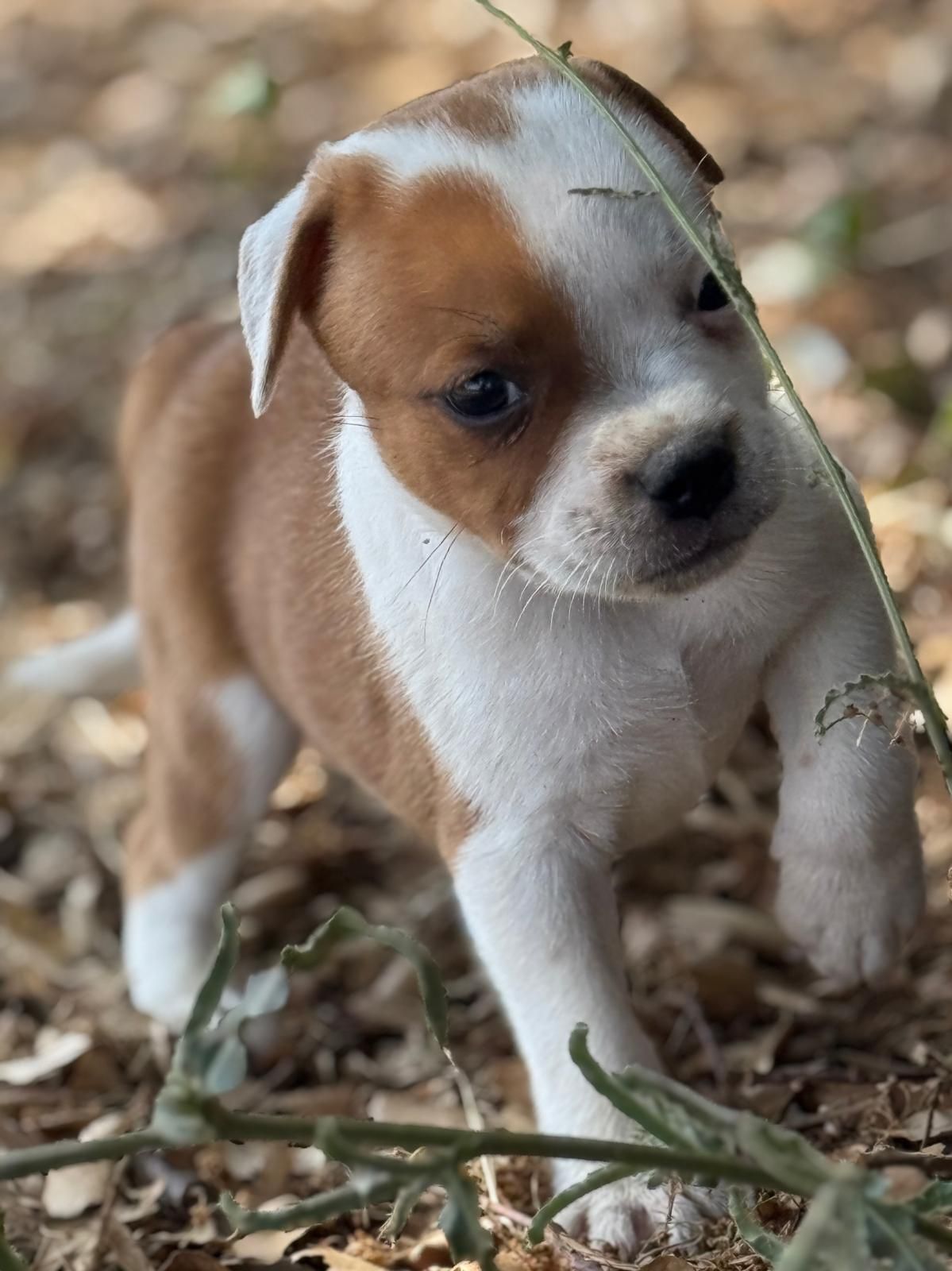 Cucciolo Staffy red/white
